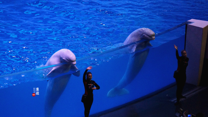 新年广州珠海长隆游记,广州珠海长隆澳门自由行攻略