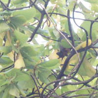 马尔代夫神仙珊瑚岛攻略,马尔代夫神仙珊瑚岛视频