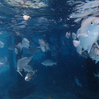 马尔代夫神仙珊瑚岛攻略,马尔代夫神仙珊瑚岛视频