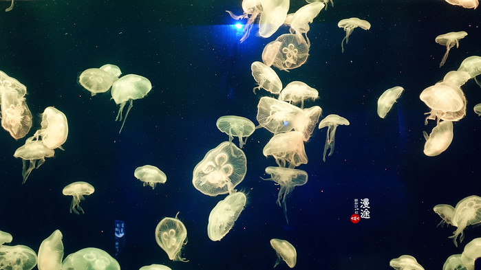 新年广州珠海长隆游记,广州珠海长隆澳门自由行攻略