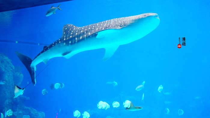 新年广州珠海长隆游记,广州珠海长隆澳门自由行攻略