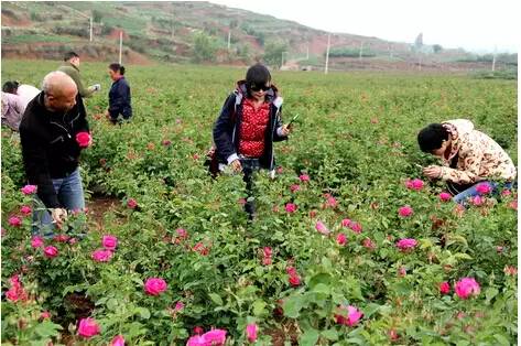 云南玫瑰基地攻略,伟大的五一