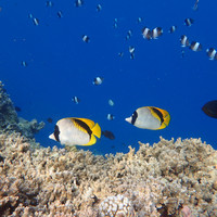 马尔代夫神仙珊瑚岛攻略,马尔代夫神仙珊瑚岛视频