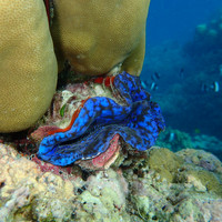 马尔代夫神仙珊瑚岛攻略,马尔代夫神仙珊瑚岛视频