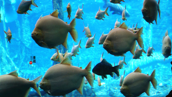 新年广州珠海长隆游记,广州珠海长隆澳门自由行攻略