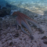 马尔代夫神仙珊瑚岛攻略,马尔代夫神仙珊瑚岛视频