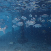 马尔代夫神仙珊瑚岛攻略,马尔代夫神仙珊瑚岛视频