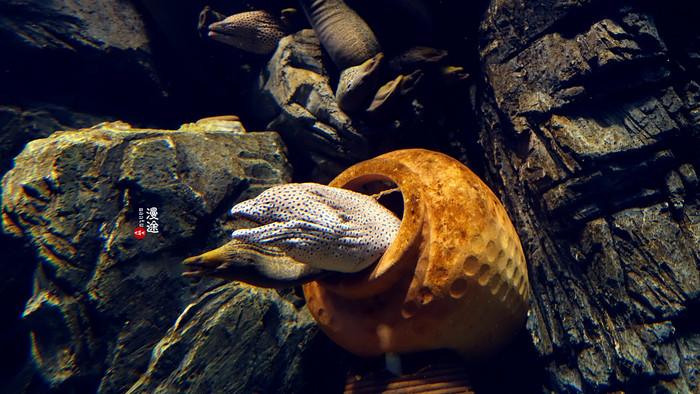 新年广州珠海长隆游记,广州珠海长隆澳门自由行攻略