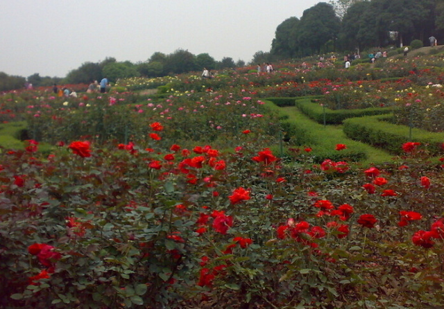 云南玫瑰基地攻略,伟大的五一