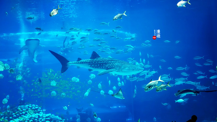 新年广州珠海长隆游记,广州珠海长隆澳门自由行攻略