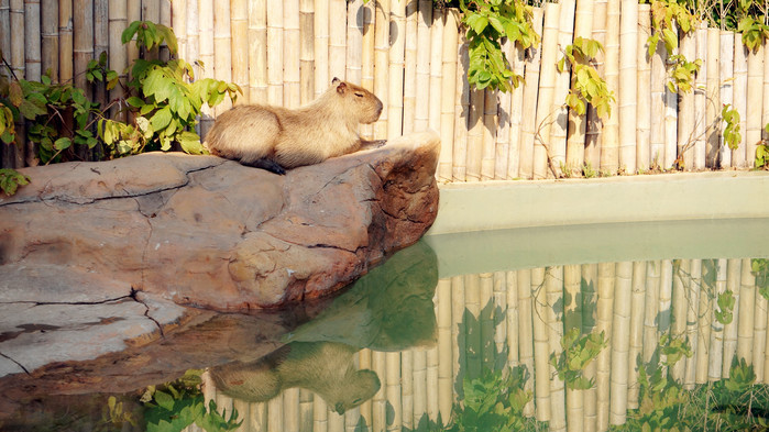 新年广州珠海长隆游记,广州珠海长隆澳门自由行攻略