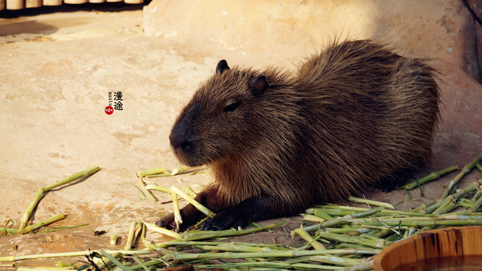 新年广州珠海长隆游记,广州珠海长隆澳门自由行攻略