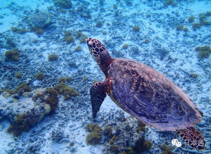 千万不要去的岛,去冲绳的7大理由看完立刻想出发