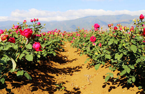 云南玫瑰基地攻略,伟大的五一
