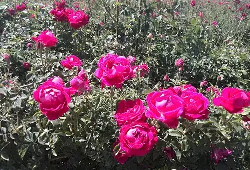 云南玫瑰基地攻略,伟大的五一