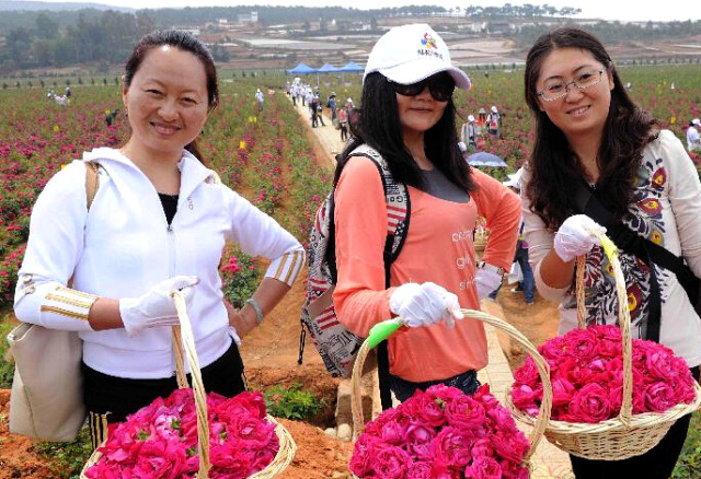 云南玫瑰基地攻略,伟大的五一