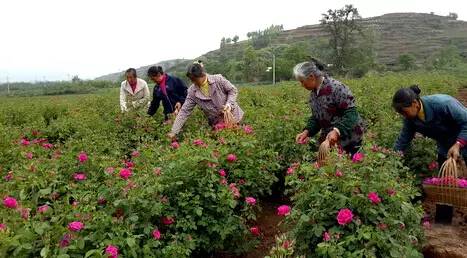 云南玫瑰基地攻略,伟大的五一