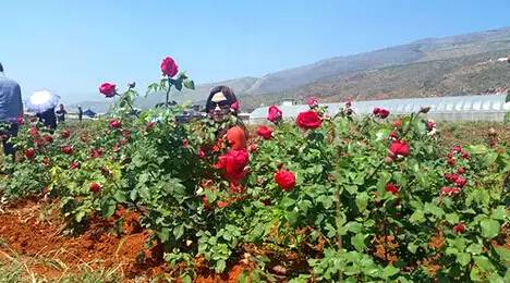 云南玫瑰基地攻略,伟大的五一