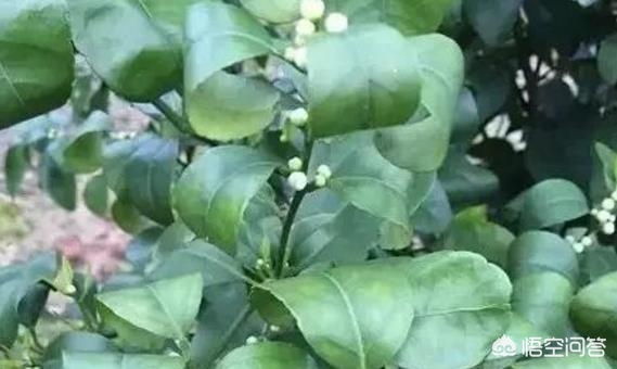 柑橘卷叶原因及解决方法,柑橘卷叶识别图谱