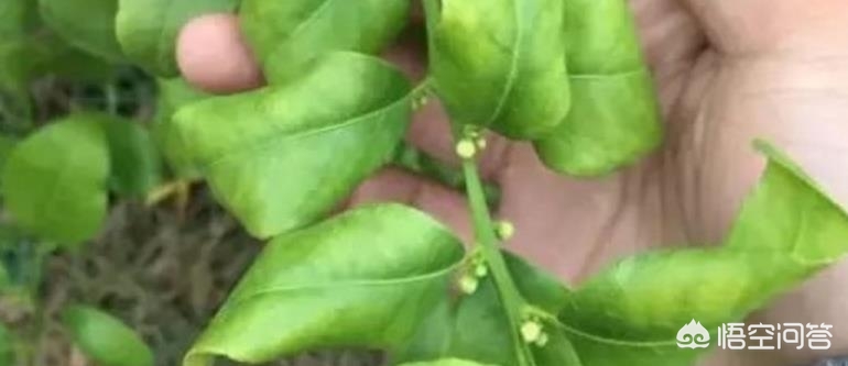 柑橘卷叶原因及解决方法,柑橘卷叶识别图谱