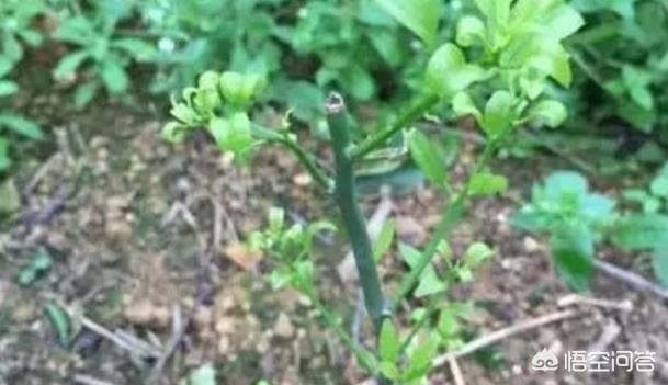 柑橘卷叶原因及解决方法,柑橘卷叶识别图谱