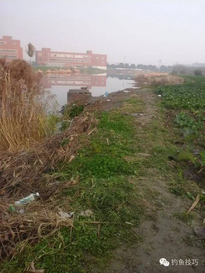 新年第一竿野钓鲫鱼,野钓2-3两鲫鱼要几号钩