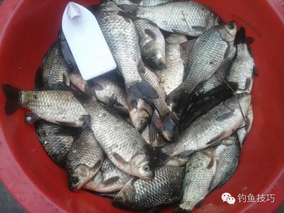 新年第一竿野钓鲫鱼,野钓2-3两鲫鱼要几号钩
