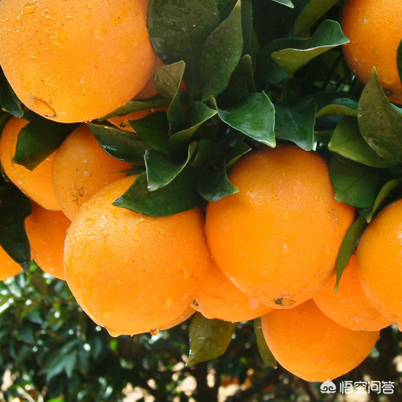 吃脐橙变甜,脐橙怎么快速变成熟
