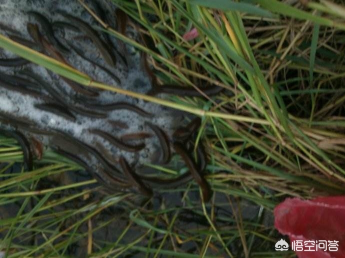 甲鱼泥鳅黄鳝鲫鱼可以一起混养吗,稻田小龙虾养殖与鳝鱼混养比例