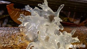 银耳有假的吗,关于银耳的几个小秘密