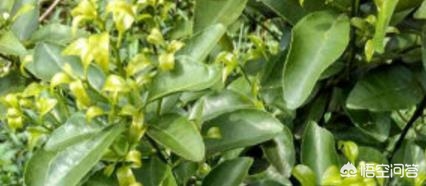 柑橘卷叶原因及解决方法,柑橘卷叶识别图谱