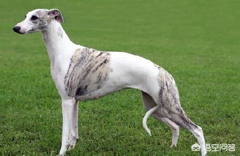 打猎的狗，有哪些品种值得推荐？