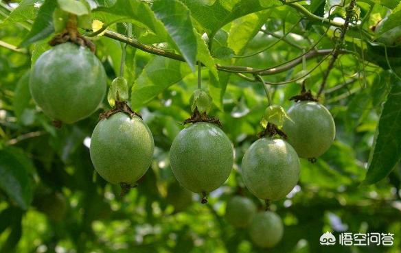 百香果发酵后做花肥料,百香果用什么肥料果多