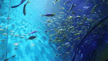 家里有小孩的注意！亲子畅玩卡杭州首次开办~华东100+家亲子乐园，海洋馆，泡温泉，游泳，攀岩……玩个遍不花钱