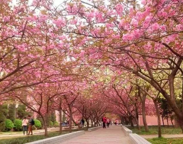 农大校景图片,农大开学通知