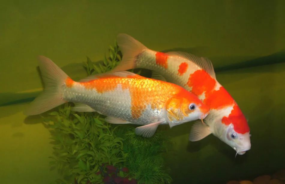 锦鲤鱼饲养方法及注意事项,锦鲤鱼饲养必须保持的水质