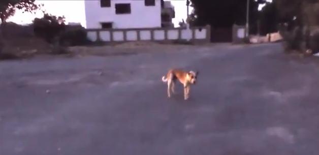 狗狗突然停滞呼吸头皮肿胀,狗头部肿了怎么回事