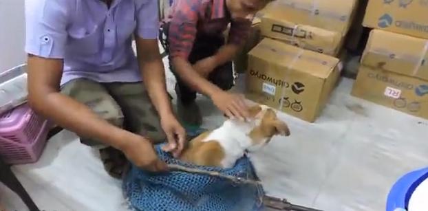 狗狗突然停滞呼吸头皮肿胀,狗头部肿了怎么回事