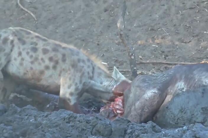 鬣狗活吃水牛,掏肛致肠子外露,头伸进肚子,满脸鲜血,血腥吓人