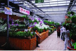 周末看花一日游,周末去哪玩一花一草一世界