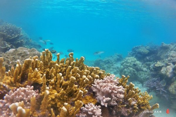 珊瑚海日本,陪你去看海底世界