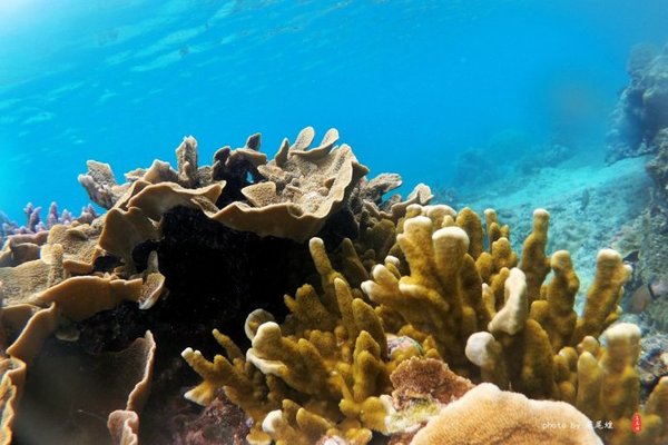 珊瑚海日本,陪你去看海底世界