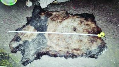 旅美大熊猫被虐事件官方回应,大熊猫在国外受虐外媒报道