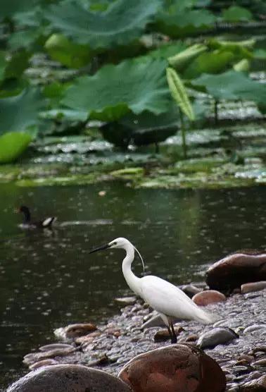 深圳看海公园推荐,深圳哪个湖最好玩又漂亮