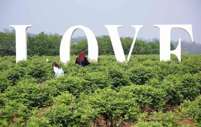 赏玫瑰摘西瓜这个假期有福喽