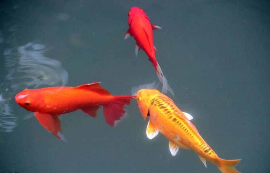 锦鲤鱼饲养方法及注意事项,锦鲤鱼饲养必须保持的水质