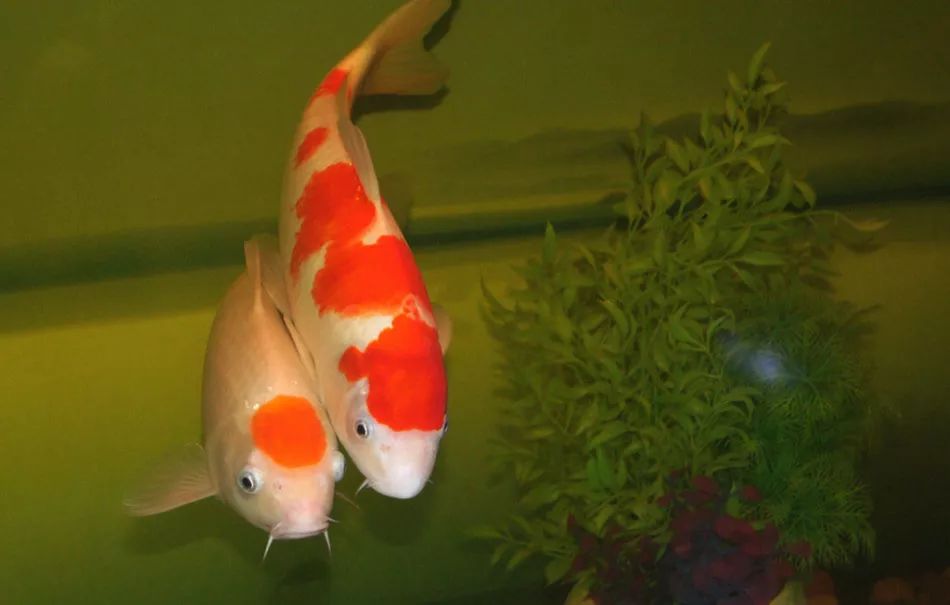 锦鲤鱼饲养方法及注意事项,锦鲤鱼饲养必须保持的水质