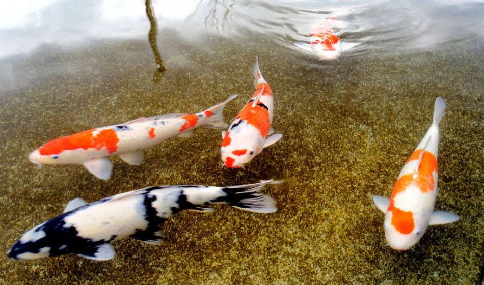 锦鲤鱼饲养方法及注意事项,锦鲤鱼饲养必须保持的水质