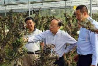 野生石斛成为植物界的大熊猫,科学家对大熊猫的发现