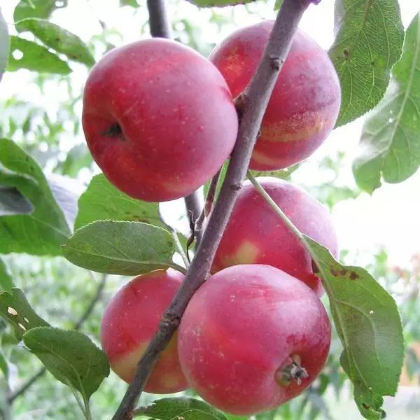 水果蘸着盐巴、辣椒吃,泡酒喝,云南人吃水果的姿势太丰富多彩了